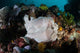 Giant Frogfish Blends into Wall Decal Design 1