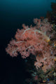 Vibrant Soft Corals Thrive Wall Decal Design 7
