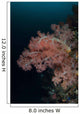 Vibrant Soft Corals Thrive Wall Decal Design 7