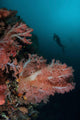 Vibrant Soft Corals Thrive Wall Decal Design 6