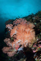 Vibrant Soft Corals Thrive Wall Decal Design 5