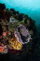 Colorful Crinoids and Sponges Wall Decal