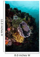 Colorful Crinoids and Sponges Wall Decal