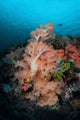 Vibrant Soft Corals Thrive Wall Decal Design 4