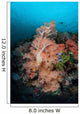 Vibrant Soft Corals Thrive Wall Decal Design 4