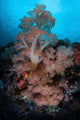 Vibrant Soft Corals Thrive Wall Decal Design 3