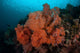 Vibrant Soft Corals Thrive Wall Decal Design 2