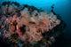 Vibrant Soft Corals Thrive Wall Decal Design 1