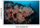 Vibrant Soft Corals Thrive Wall Decal Design 1