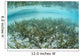 Sea Grass Meadow Grows Wall Decal