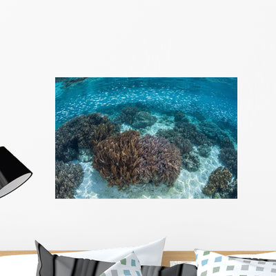 School Silversides Swim above Wall Decal shown on a wall