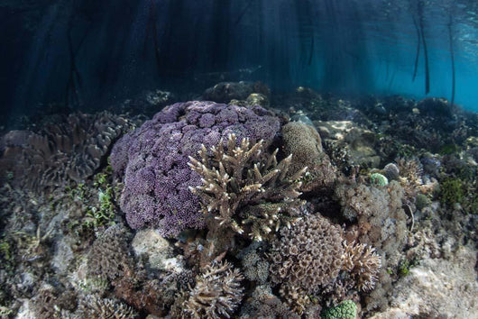 Corals Grow along Edge Wall Decal