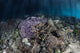 Corals Grow along Edge Wall Decal