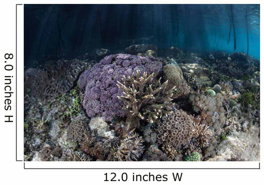 Corals Grow along Edge Wall Decal