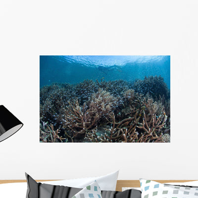 Juvenile Fish Swim above Wall Decal shown on a wall