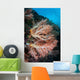 Soft Coral Colony Grows Wall Decal Design 6