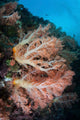 Soft Coral Colony Grows Wall Decal Design 6