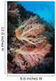 Soft Coral Colony Grows Wall Decal Design 6