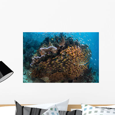 Golden Sweepers Swim under Wall Decal Design 6 shown on a wall