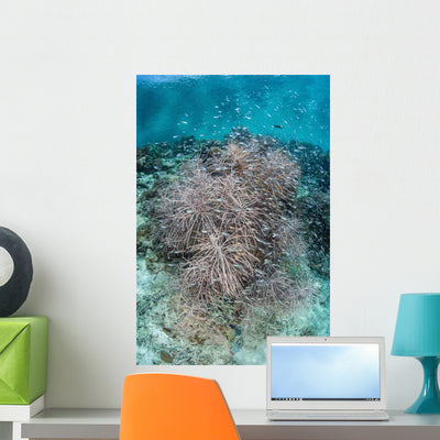 Juvenile Fish Swarm around Wall Decal Design 2 shown on a wall
