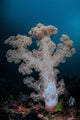 Soft Coral Colony Grows Wall Decal Design 5