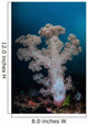 Soft Coral Colony Grows Wall Decal Design 5
