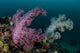 Soft Coral Colony Grows Wall Decal Design 4