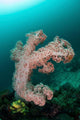 Soft Coral Colony Grows Wall Decal Design 3