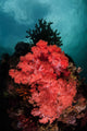 Soft Coral Colony Grows Wall Decal Design 2