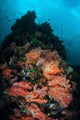 Beautiful Soft Coral Colonies Wall Decal Design 2