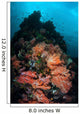 Beautiful Soft Coral Colonies Wall Decal Design 2