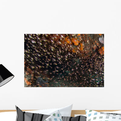 Golden Sweepers Swim under Wall Decal Design 5 shown on a wall