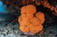 Soft Coral Colony Grows Wall Decal Design 1