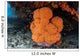 Soft Coral Colony Grows Wall Decal Design 1