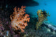 Soft Coral Colony and Wall Decal Design 2