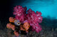 Soft Coral Colony and Wall Decal Design 1