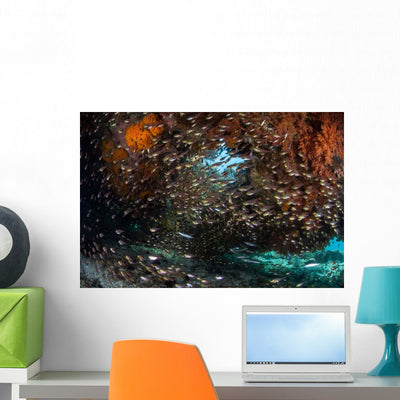 Golden Sweepers Swim under Wall Decal Design 4 shown on a wall