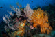 Soft Coral Colonies and Wall Decal