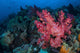Beautiful Soft Coral Colony Wall Decal