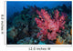Beautiful Soft Coral Colony Wall Decal