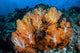 Beautiful Cluster Soft Coral Wall Decal Design 5