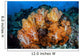 Beautiful Cluster Soft Coral Wall Decal Design 5