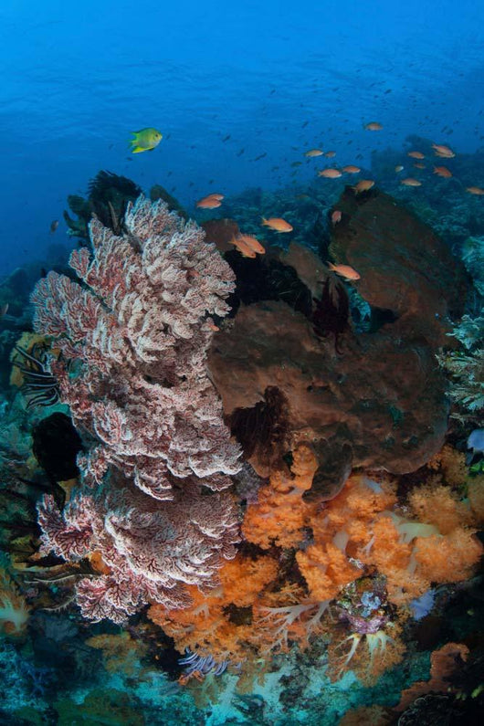 Colorful Healthy Coral Reef Wall Decal Design 7