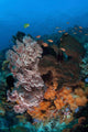 Colorful Healthy Coral Reef Wall Decal Design 7