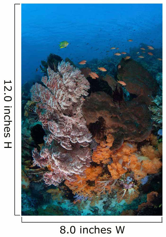 Colorful Healthy Coral Reef Wall Decal Design 7