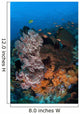 Colorful Healthy Coral Reef Wall Decal Design 7