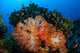Beautiful Cluster Soft Coral Wall Decal Design 3