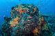 Colorful Healthy Coral Reef Wall Decal Design 6