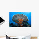 Soft Corals Grow beneath Wall Decal