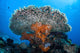 Soft Corals Grow beneath Wall Decal